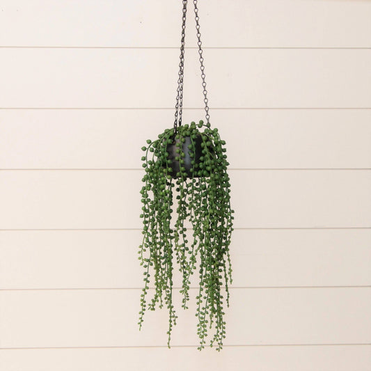 String Of Pearls In Hanging Pot