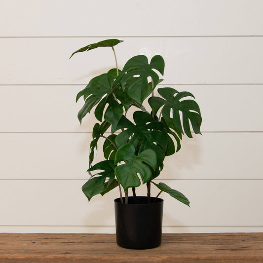 Potted Monstera Plant