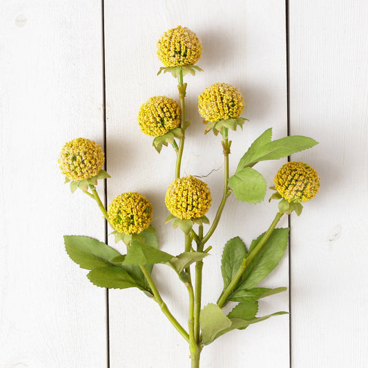 Billy Buttons Cluster