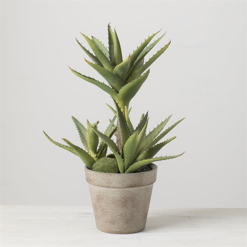 real vs fake aloe vera plant Sullivans Aloe Potted