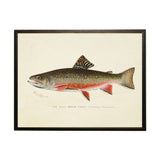Vintage Male Brook Trout Bookplate Framed Artwork