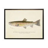 Vintage Rocky Mountain Trout Bookplate Framed Artwork