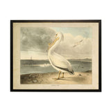 Vintage Pelican Perch Bookplate Framed Artwork