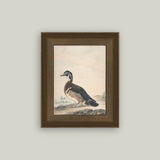 A Duck Framed Antique Art