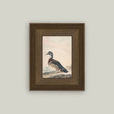 A Duck Framed Antique Art