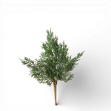 Cypress Pine w/Pods Pick