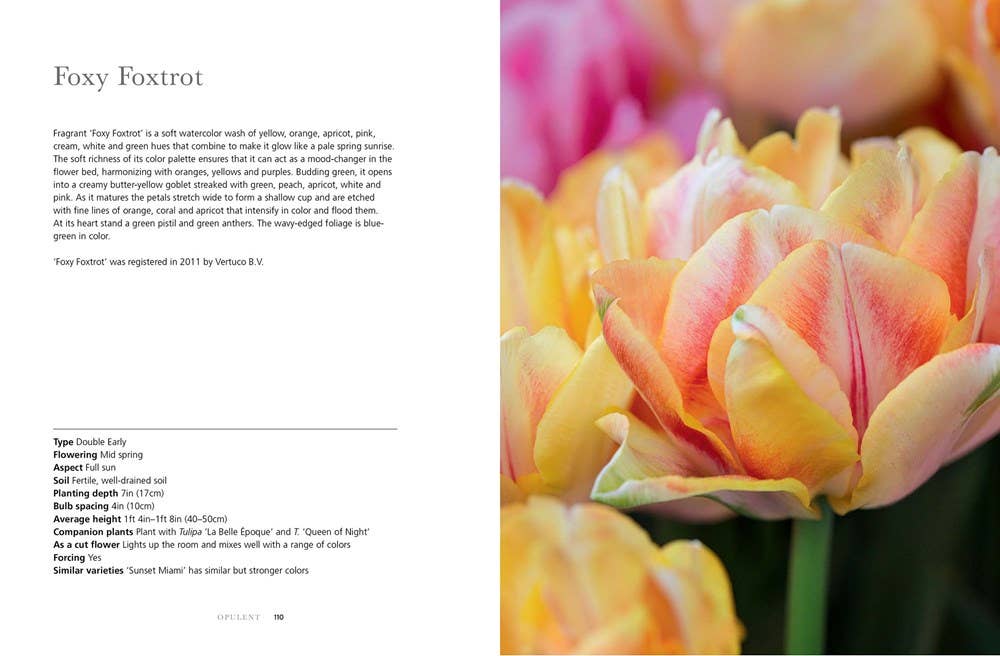 Tulips: Beautiful Varieties for Home and Garden