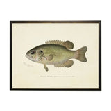 Vintage Rock Bass Bookplate Framed Artwork