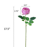 English Austin Cabbage Rose Stem | Pure White