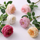 English Austin Cabbage Rose Stem | Pure White