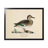 Vintage Bookplate Common Teal Duck Artwork