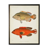 Double Fish Framed Artwork