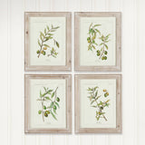 Framed Olive Leaf Botanical Prints, 4 Styles