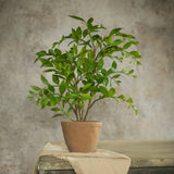 Potted Smilax Plant | 16"