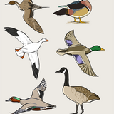 Waterfowl Weatherproof Sticker Sheet