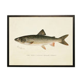 Vintage Lake Trout Bookplate Framed Artwork