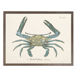 Vintage Blue Crab Framed Artwork