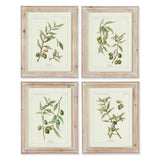 Framed Olive Leaf Botanical Prints, 4 Styles