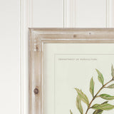 Framed Olive Leaf Botanical Prints, 4 Styles
