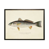 Vintage Weak Fish Bookplate Framed Artwork