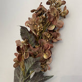 Brown Hydrangea Stem