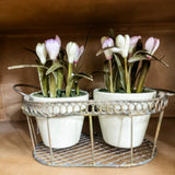 Market Blooms Basket with Pots