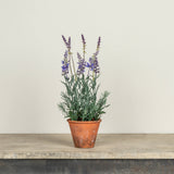 Potted Lavender | 15"