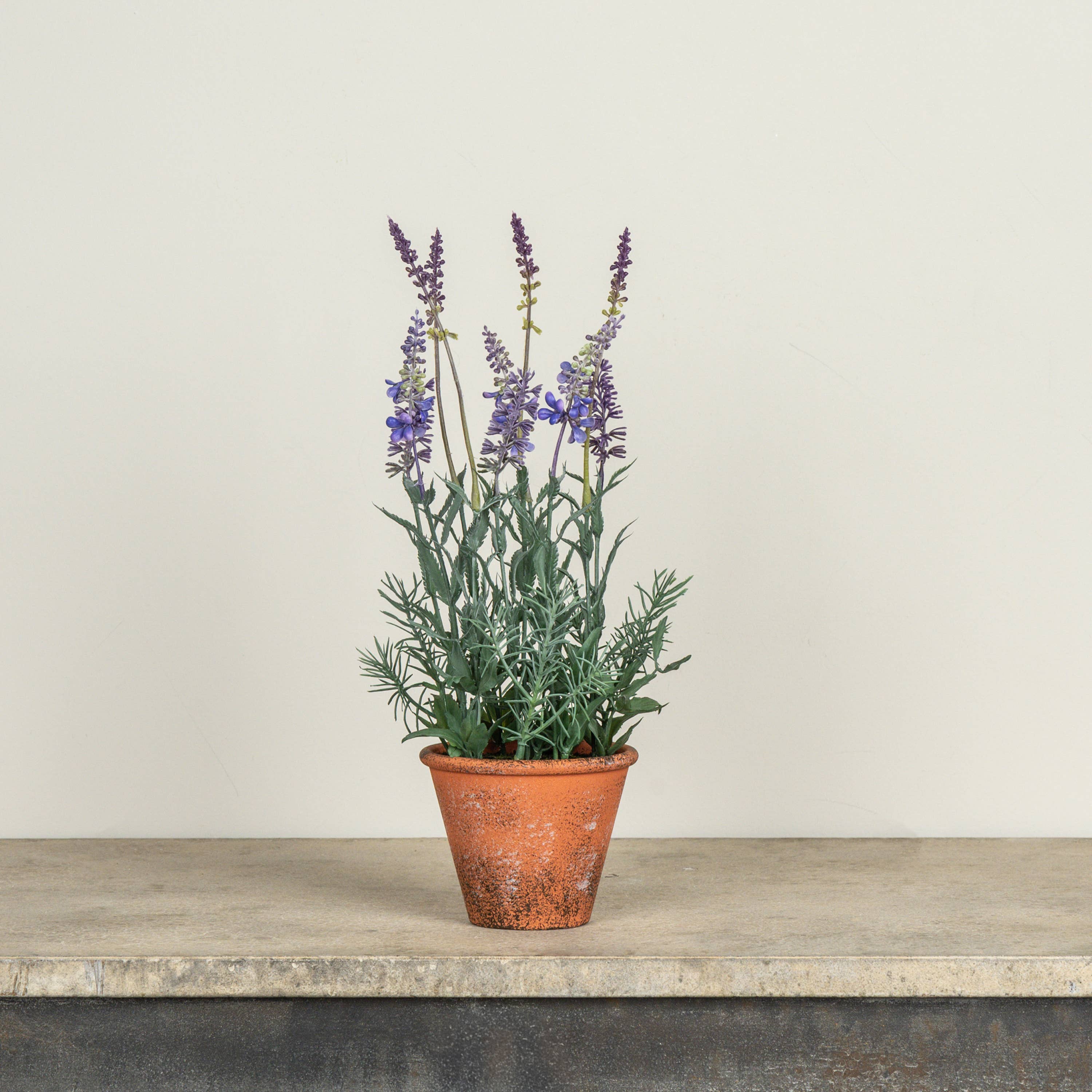 potted lavender plants for sale Potted Lavender