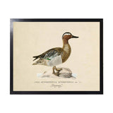 Vintage Bookplate Garganey Duck Framed Artwork