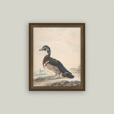 A Duck Framed Antique Art