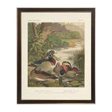 Rouen Ducks Bookplate B Framed Artwork