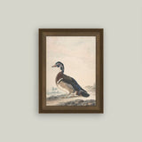 A Duck Framed Antique Art