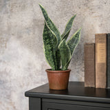 Potted Snake Plant