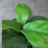 Potted Artificial Fig Plant