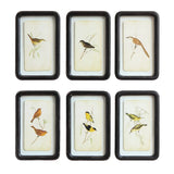 Framed Floating Bird Art