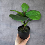 Potted Artificial Fig Plant