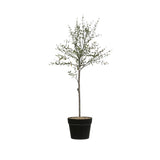 Faux Thyme Topiary Tree