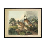 Vintage Quails Bookplate Framed Artwork