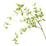 Clematis Leaf Spray| 46 in