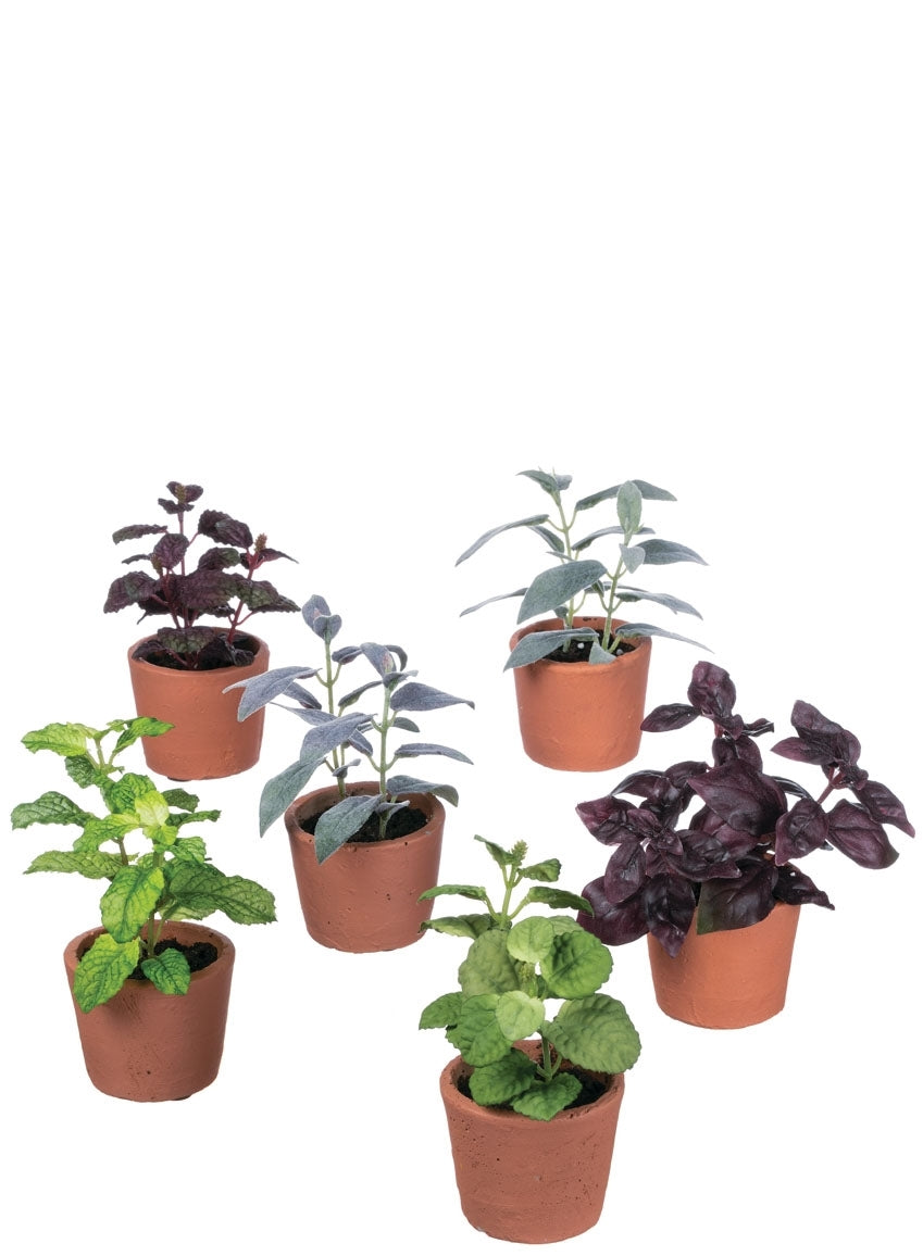 Herb Potted Plant