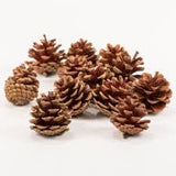 Pinecone Vase Filler - Brown