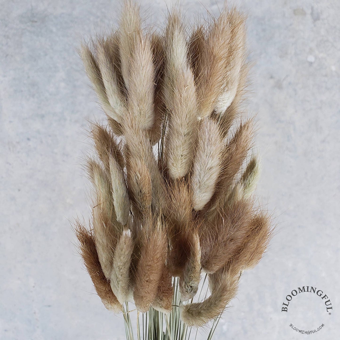 Dried Bunny Tails, 50-60 stems set- Natural Beige