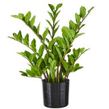 Potted ZZ Plant