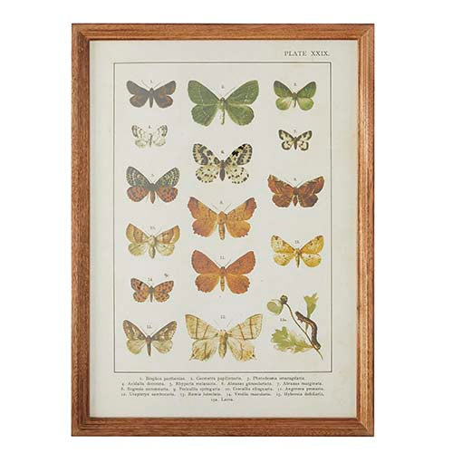 Butterfly Chart Framed Print
