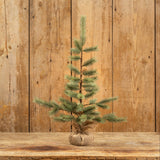 Foxtail Pine Tree With Burlap Base