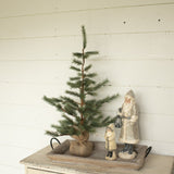 Foxtail Pine Tree With Burlap Base
