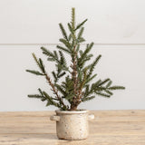 Pine Tree In Ceramic Pot With Handles