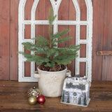 Pine Tree In Ceramic Pot With Pinecones