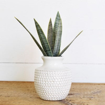 Snake Plant Stem