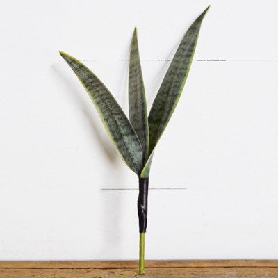 Snake Plant Stem